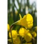 Daffodil (Narcissus) Botanical Oxford Gold 8 Bulbs Ready for Planting Now in UK Autumn Outdoor Gardens