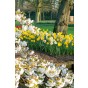 Happy Spring Garden 200 Bulbs Ready for Planting Now in UK Autumn Outdoor Gardens by Jamieson Brothers