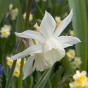Alaskan Aurora Mix: Tulip Flaming Flag & Daffodil (Narcissus) Thalia