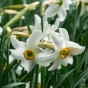 Red Eyes Mix: Daffodil (Narcissus) recurvus & Hyacinthus Jan Bos