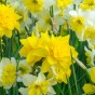 Daffodil (Narcissus) Single Mix 30 Bulbs Ready for Planting Now in UK Autumn Outdoor Gardens
