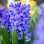 The Sky is Blue Mix: Hyacinthus Carnegie, Hyacinthus Blue Jacket, Hyacinthus Delft Blue