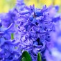 Blue Garden Mix: Iris reticulata Harmony, Muscari Ocean Magic, Hyacinthus Delft Blue & Tulip Purple Prince