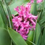 Pink Lasagne Mix: Daffodil Replete, Hyacinthus China Pink, Tulip Whispering Dream -  15 Bulbs Ready for Planting Now in UK Autumn Outdoor Gardens