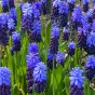 Muscari Latifolium 35 Bulbs Ready for Planting Now in UK Autumn Outdoor Gardens