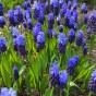 Muscari Latifolium 35 Bulbs Ready for Planting Now in UK Autumn Outdoor Gardens