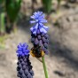 Muscari Latifolium 35 Bulbs Ready for Planting Now in UK Autumn Outdoor Gardens