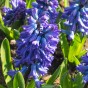 The Sky is Blue Mix: Hyacinthus Carnegie, Hyacinthus Blue Jacket, Hyacinthus Delft Blue