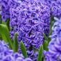 The Sky is Blue Mix: Hyacinthus Carnegie, Hyacinthus Blue Jacket, Hyacinthus Delft Blue