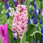 Pink Garden Mix: Chionodoxa rosea, Daffodil (Narcissus) Accent, Hyacinthus Fondant, Hyacinthus Splendid Cornelia & Tulip Don Quichotte