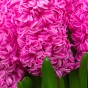 Pink Lasagne Mix: Daffodil Replete, Hyacinthus China Pink, Tulip Whispering Dream -  15 Bulbs Ready for Planting Now in UK Autumn Outdoor Gardens