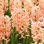 Hyacinthus Mix Prepared For Indoors 3 Bulbs Ready for Planting Now in UK Autumn Indoor Gardens