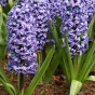 The Sky is Blue Mix: Hyacinthus Carnegie, Hyacinthus Blue Jacket, Hyacinthus Delft Blue