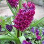 Deep Purple Mix: Tulip Flaming Flag & Hyacinthus Woodstock