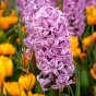 Pink Garden Mix: Chionodoxa rosea, Daffodil (Narcissus) Accent, Hyacinthus Fondant, Hyacinthus Splendid Cornelia & Tulip Don Quichotte