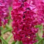 Deep Purple Mix: Tulip Flaming Flag & Hyacinthus Woodstock