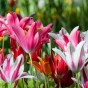 Tulip Lilyflowering Bulb Mix Ready for Planting Now in UK Autumn Outdoor Gardens