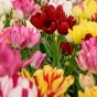 Tulip Multiflora Mix