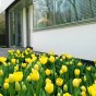 Tulip Darwin Hybride Golden Apeldoorn 6 Bulbs Ready for Planting Now in UK Autumn Outdoor Gardens