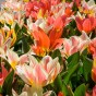 Garden with Jonny Tulip Bundle - 4 Types of Assorted Tulip Bulbs - Autumn Planting Flower Bulbs