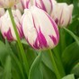Deep Purple Mix: Tulip Flaming Flag & Hyacinthus Woodstock