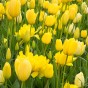 Tulip Darwin Hybride Golden Apeldoorn 6 Bulbs Ready for Planting Now in UK Autumn Outdoor Gardens