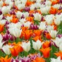 Tulip Lilyflowering Bulb Mix Ready for Planting Now in UK Autumn Outdoor Gardens
