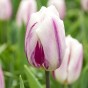 Deep Purple Mix: Tulip Flaming Flag & Hyacinthus Woodstock