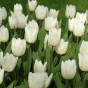 White Lasagne Mix: Chionodoxa Alba, Daffodil Princess Zaïde, Tulip White Prince 15 Bulbs Ready for Planting Now in UK Autumn Outdoor Gardens