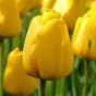 Tulip Darwin Hybride Golden Apeldoorn 6 Bulbs Ready for Planting Now in UK Autumn Outdoor Gardens