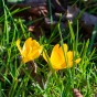Yellow Lasagne Mix: Crocus Yellow, Daffodil Cassata, Tulip Fringed Elegance 15 Bulbs Ready for Planting Now in UK Autumn Outdoor Gardens