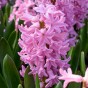 Pink Garden Mix: Chionodoxa rosea, Daffodil (Narcissus) Accent, Hyacinthus Fondant, Hyacinthus Splendid Cornelia & Tulip Don Quichotte