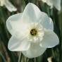 White Lasagne Mix: Chionodoxa Alba, Daffodil Princess Zaïde, Tulip White Prince 15 Bulbs Ready for Planting Now in UK Autumn Outdoor Gardens