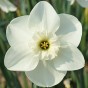 White Lasagne Mix: Chionodoxa Alba, Daffodil Princess Zaïde, Tulip White Prince 15 Bulbs Ready for Planting Now in UK Autumn Outdoor Gardens