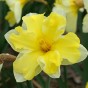 Yellow Lasagne Mix: Crocus Yellow, Daffodil Cassata, Tulip Fringed Elegance 15 Bulbs Ready for Planting Now in UK Autumn Outdoor Gardens