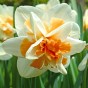 Pink Lasagne Mix: Daffodil Replete, Hyacinthus China Pink, Tulip Whispering Dream -  15 Bulbs Ready for Planting Now in UK Autumn Outdoor Gardens