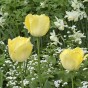 Yellow Lasagne Mix: Crocus Yellow, Daffodil Cassata, Tulip Fringed Elegance 15 Bulbs Ready for Planting Now in UK Autumn Outdoor Gardens