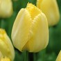 Yellow Lasagne Mix: Crocus Yellow, Daffodil Cassata, Tulip Fringed Elegance 15 Bulbs Ready for Planting Now in UK Autumn Outdoor Gardens