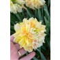 Daffodil (Narcissus) Double Pompom Rose 5 Bulbs Ready for Planting Now in UK Autumn Outdoor Gardens