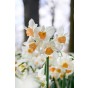 Daffodil (Narcissus) Botanical Kapiti Peach 5 Bulbs Ready for Planting Now in UK Autumn Outdoor Gardens