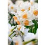 Daffodil (Narcissus) Botanical Kapiti Peach 5 Bulbs Ready for Planting Now in UK Autumn Outdoor Gardens