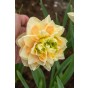 Daffodil (Narcissus) Double Pompom Rose 5 Bulbs Ready for Planting Now in UK Autumn Outdoor Gardens
