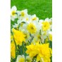 Daffodil (Narcissus) Double Mix 20 Bulbs Ready for Planting Now in UK Autumn Outdoor Gardens