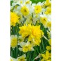 Daffodil (Narcissus) Double Mix 20 Bulbs Ready for Planting Now in UK Autumn Outdoor Gardens