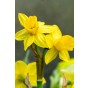 Daffodil (Narcissus) Botanical/Rockgarden Tête A Tête 10 Bulbs Ready for Planting Now in UK Autumn Outdoor Gardens