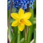 Happy Spring Garden 200 Bulbs Ready for Planting Now in UK Autumn Outdoor Gardens by Jamieson Brothers