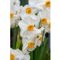 Daffodil (Narcissus) Geranium 8 Bulbs Ready for Planting Now in UK Autumn Outdoor Gardens