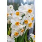 Daffodil (Narcissus) Geranium 8 Bulbs Ready for Planting Now in UK Autumn Outdoor Gardens