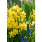 Daffodil (Narcissus) Botanical/Rockgarden Tête A Tête 10 Bulbs Ready for Planting Now in UK Autumn Outdoor Gardens