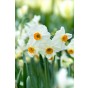 Daffodil (Narcissus) Geranium 8 Bulbs Ready for Planting Now in UK Autumn Outdoor Gardens